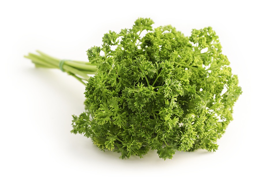 parsley curled petroselinum crispum hossein peterle